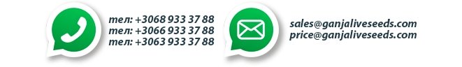 Оптовые цены на семена конопли GanjaVIP Оптовые цены на семена конопли GanjaVIP