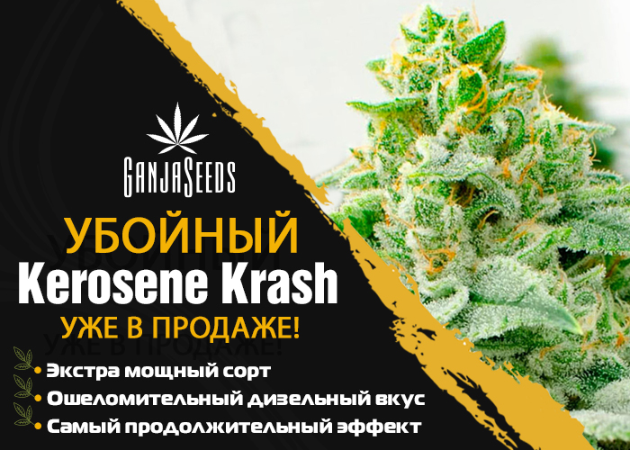 Kerosene Krash: Самый мощный сорт марихуаны для любимых клиентов! Kerosene Krash: Самый мощный сорт марихуаны для любимых клиентов!