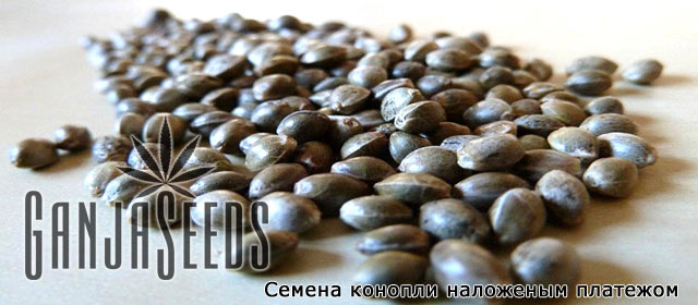 Cемена конопли наложенным платежом Cемена конопли наложенным платежом